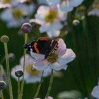 Последние дни лета.... :: Sergey (Apg)