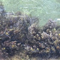 Подводный сад :: Татьяна Михайлова