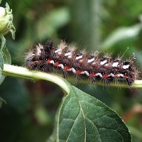 ** :: Зоя Мишина