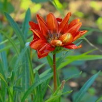 газания цветёт... :: Andrey Bragin газания цветёт... :: Andrey Bragin