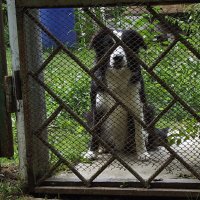 Жених :: Freddy 97