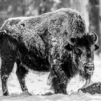 Лесной бизон :: Михаил Измайлов