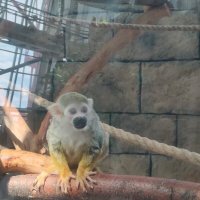 Обыкновенная беличья обезьяна :: Ирэн 