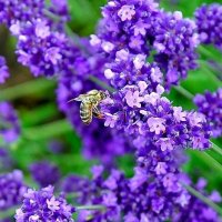 И было лето... :: Елена 