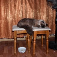 Хорошо устроился :: Дмитрий Костоусов