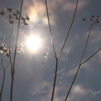 *** :: Елена Kазак (selena1965)