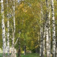 Золотая аллея :: Дмитрий Никитин Золотая аллея :: Дмитрий Никитин