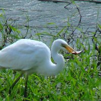большая белая цапля с уловом :: gawrilа - dan большая белая цапля с уловом :: gawrilа - dan