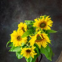 подсолнухи :: Алексей Чигвинцев