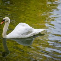 Лебедь :: Андрей Сосновский