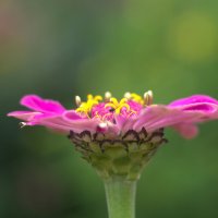 Цинния :: Kventin Natabos 