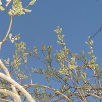 Цветение :: fogmeadowww m