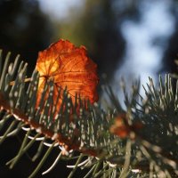 вот и осень :: Ирина Милонова