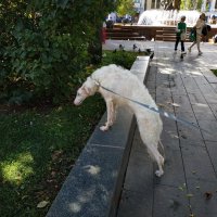 Длинноногая блондинка :: Андрей Лукьянов