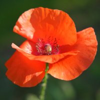 *** :: Иван Литвинов