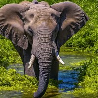 Африканский слон :: Aleksey Afonin