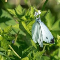 *** :: Виктор Иванович Чернюк *** :: Виктор Иванович Чернюк