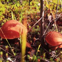 Август...Двое грибочков  на лесной полянке! :: Владимир 