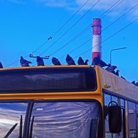 Автобус...голубиный насест! :: Владимир Автобус...голубиный насест! :: Владимир