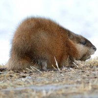 Матёрая. :: Михаил Белоусов