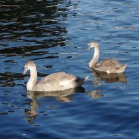 Молодые лебеди :: Рита Симонова