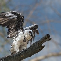 Бородач :: SanSan 