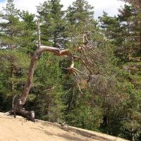 На сопках :: Александр Ильчевский На сопках :: Александр Ильчевский