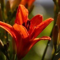 Доброе утро :: Юрий. Шмаков Доброе утро :: Юрий. Шмаков