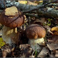 Осенние :: Aleksandr Gal