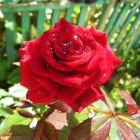 Алая роза и капли росы :: Валентин Семчишин Алая роза и капли росы :: Валентин Семчишин