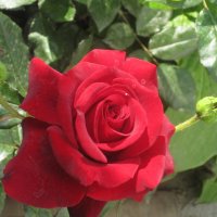 Алая  роза :: Валентин Семчишин