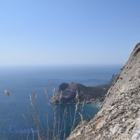 Природа Крыма :: Amazing Cosmea Природа Крыма :: Amazing Cosmea