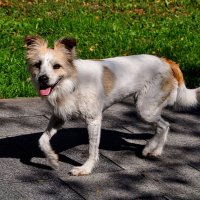 Тебе хорошо , сидишь ! А мне за ошалелой хозяйкой ещё 5 вёрст бежать,,, :: Анатолий Колосов Тебе хорошо , сидишь ! А мне за ошалелой хозяйкой ещё 5 вёрст бежать,,, :: Анатолий Колосов