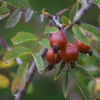 ДОЖДЬ и ОСЕНЬ :: Владимир Максимов