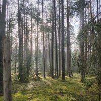 Утренний лес.. :: Ирина Жигунова