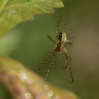 В засаде... :: Андрей Пристяжнюк