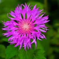 Василёк, фамильный цветок :: Светлана 