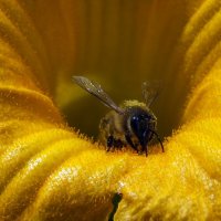 ** :: Зоя Мишина