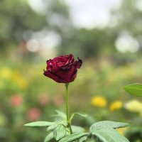 Роза :: Татьяна Михайлова