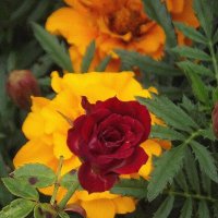 Мини-розочка :: Freddy 97