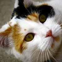 Милашка :: Юрий. Шмаков