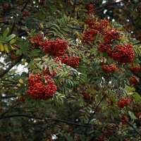 Урожай 25 :: Владимир Кроливец