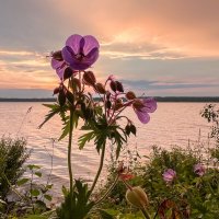 герань с видом на закат :: Galina герань с видом на закат :: Galina