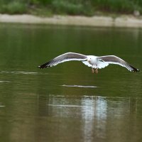 Клуша на охоте :: Игорь Шабалин