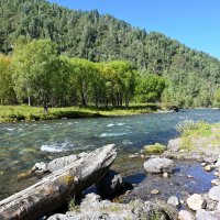 По р.Чемал. :: Валерий Медведев