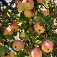 Яблоня у дороги :: Татьяна Машошина Яблоня у дороги :: Татьяна Машошина