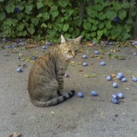 Котик Русик :: Наталья Котик Русик :: Наталья