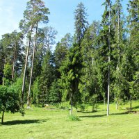 Леса Карелии :: Любовь ***