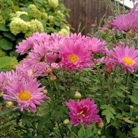 Отголоски лета... :: Мария Васильева