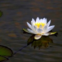 Про лилию :: Юрий. Шмаков